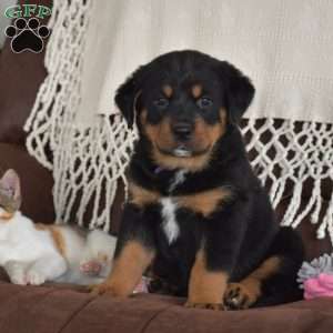 Azalea, Bernese Mountain Dog Mix Puppy